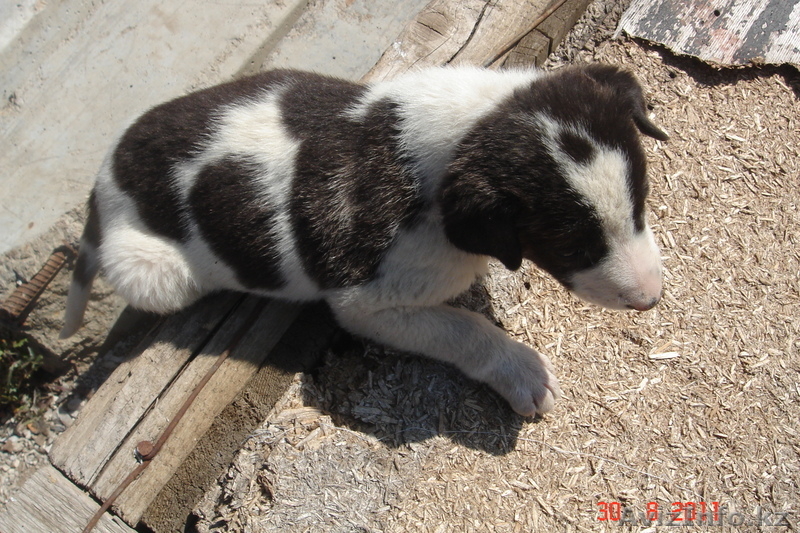 СРОЧНО ПРОДАМ щенят алабая - Изображение #2, Объявление #367567