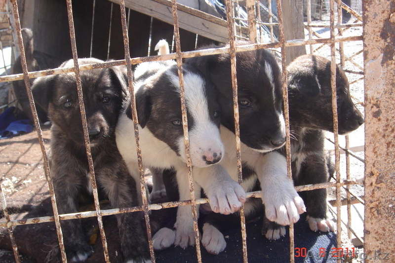 СРОЧНО ПРОДАМ щенят алабая - Изображение #3, Объявление #367567