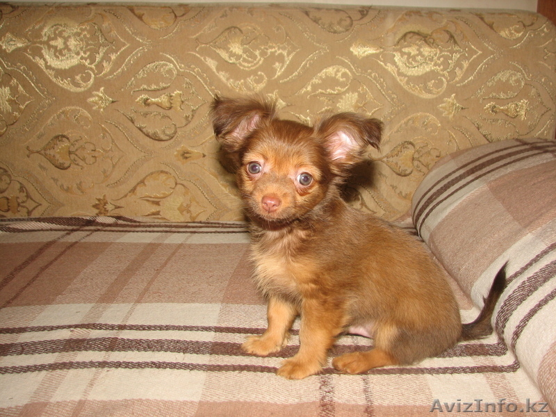 щенки той-терьера - Изображение #5, Объявление #358187