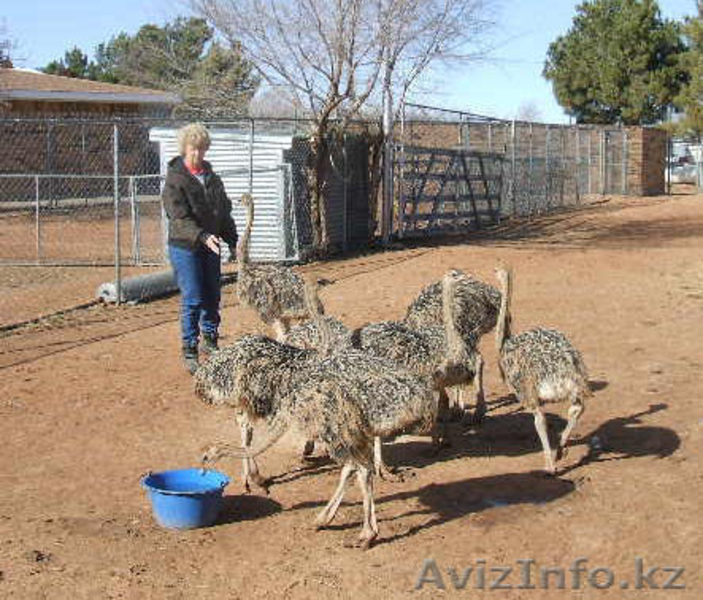Теперь доступны свежие страуса, эму и Реи яйца - Изображение #4, Объявление #356398