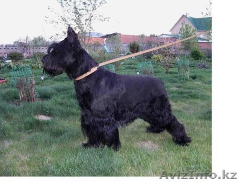 Кобель и сука ризеншнауцера в Омске - Изображение #2, Объявление #419119