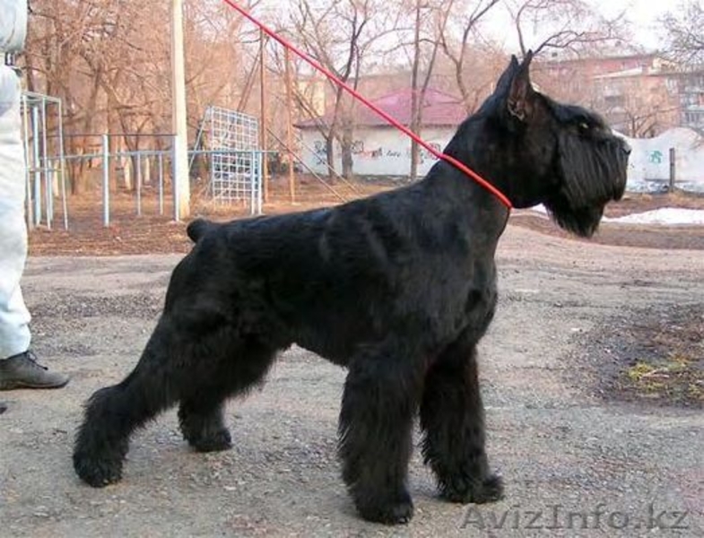 Кобель и сука ризеншнауцера в Омске - Изображение #1, Объявление #419119