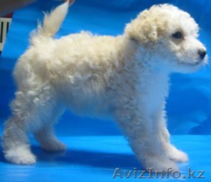 Щенки китайской хохлатой собачки в Астане! - Изображение #2, Объявление #424238