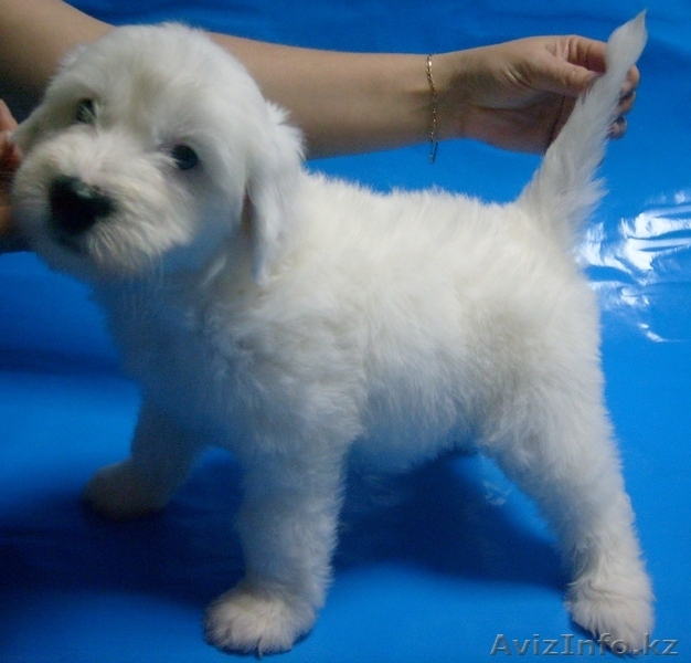 Щенки китайской хохлатой собачки в Астане! - Изображение #3, Объявление #424238