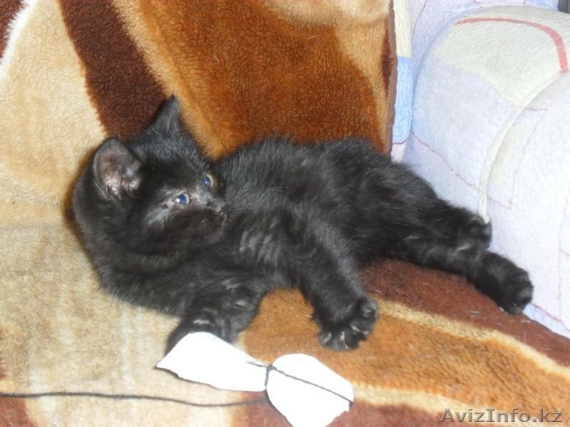 Отдам бесплатно в добрые руки пушистого котенка (мальчик) - Изображение #2, Объявление #443218