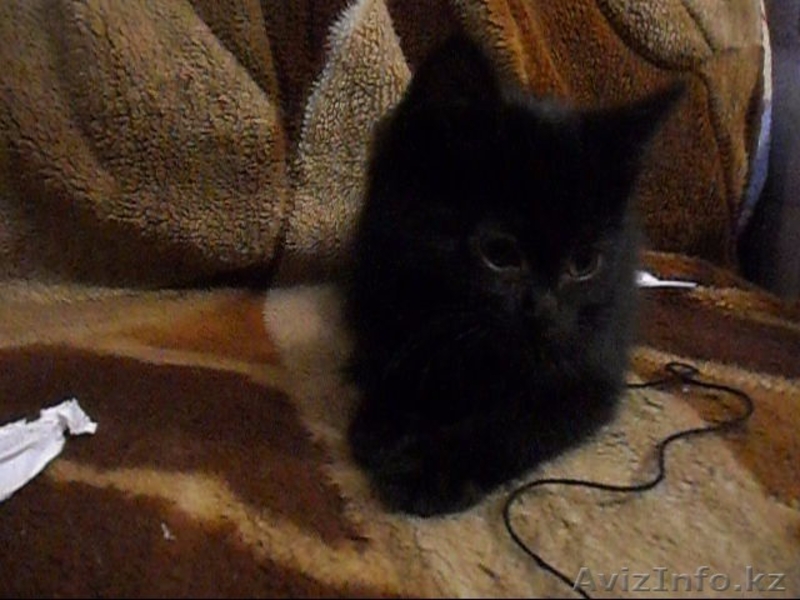 Отдам бесплатно в добрые руки пушистого котенка (мальчик) - Изображение #3, Объявление #443218