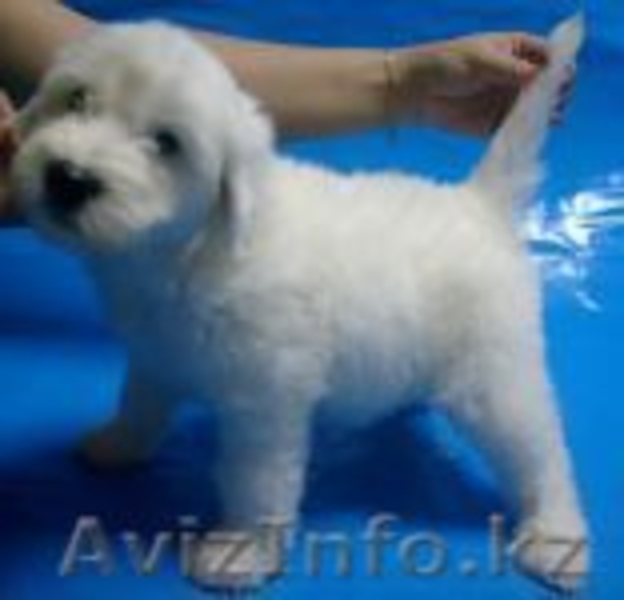 Щенки китайской хохлатой собачки. - Изображение #2, Объявление #453389