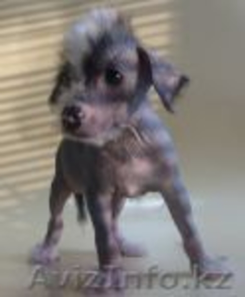 Щенки китайской хохлатой собачки. - Изображение #3, Объявление #453389