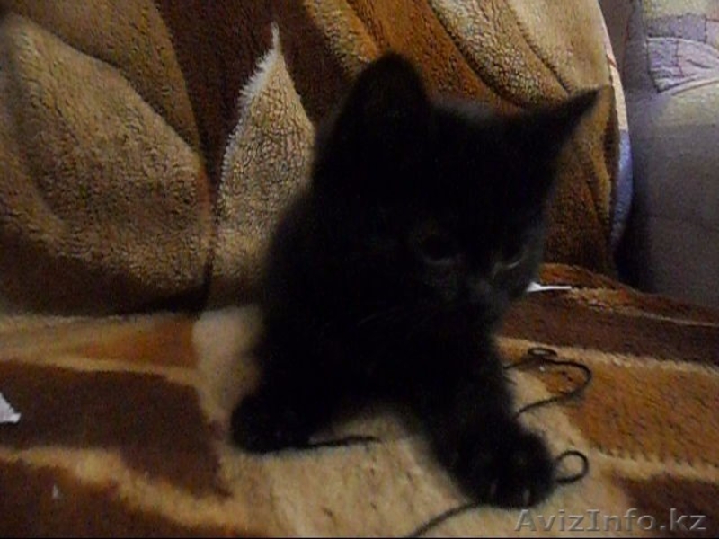 Отдам бесплатно в добрые руки пушистого котенка (мальчик) - Изображение #1, Объявление #443218