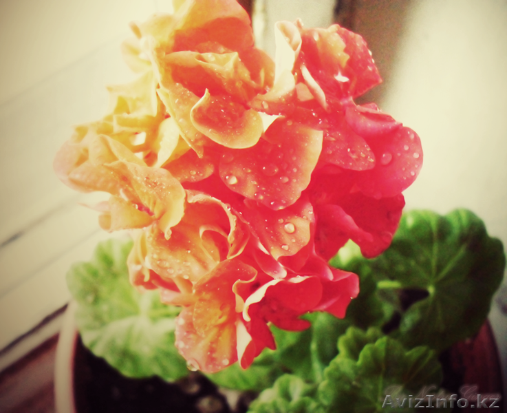 Фотограф на выезд - Изображение #4, Объявление #439494