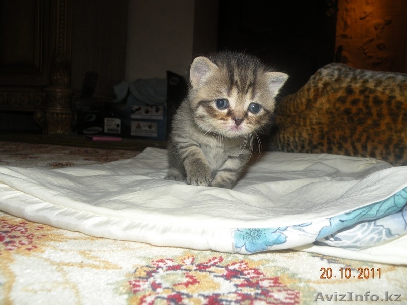  Британские короткошерстные, чистокровные котята. - Изображение #3, Объявление #431562
