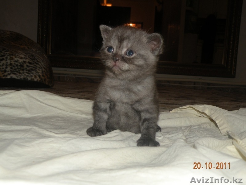  Британские короткошерстные, чистокровные котята. - Изображение #4, Объявление #431562
