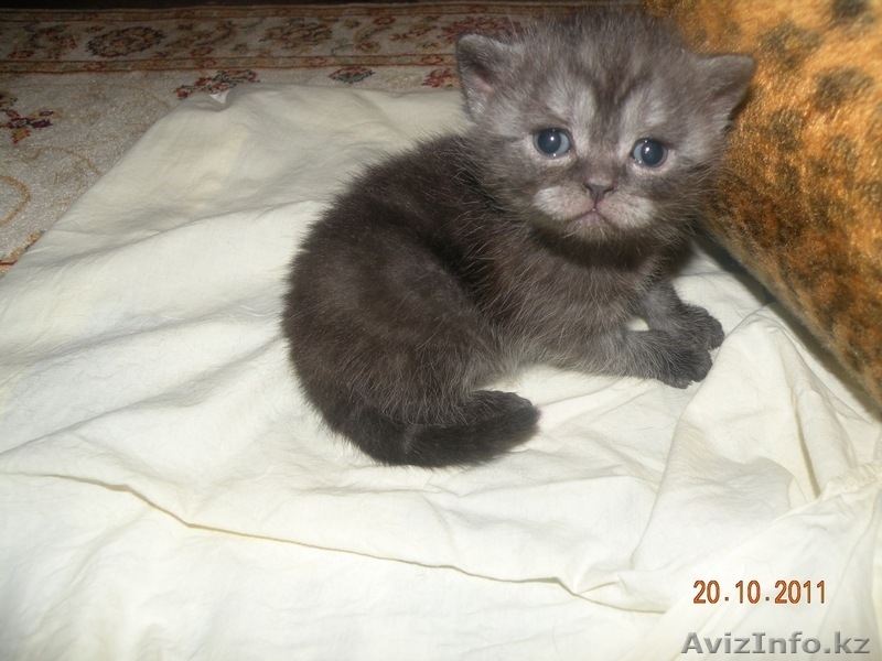  Британские короткошерстные, чистокровные котята. - Изображение #5, Объявление #431562