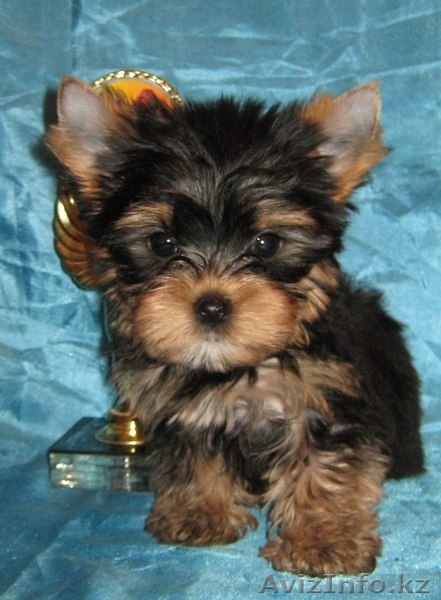 Щенки йоркширского терьера питомник черный ангел - Изображение #2, Объявление #490300