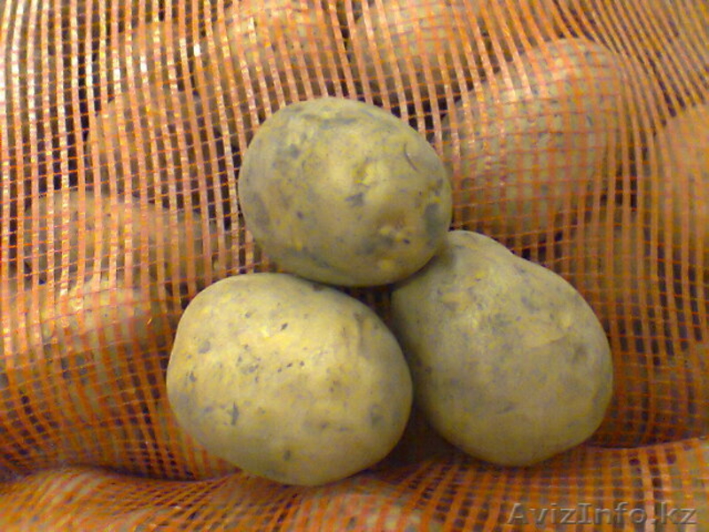 реализуем картофель, морковь, свеклу, капусту, капусту квашенную! урож - Изображение #1, Объявление #520215