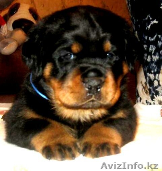 Породные щенки ротвейлера - Изображение #1, Объявление #554534
