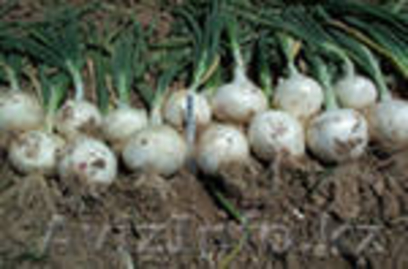 Семена овощей и картофеля - Изображение #2, Объявление #597607