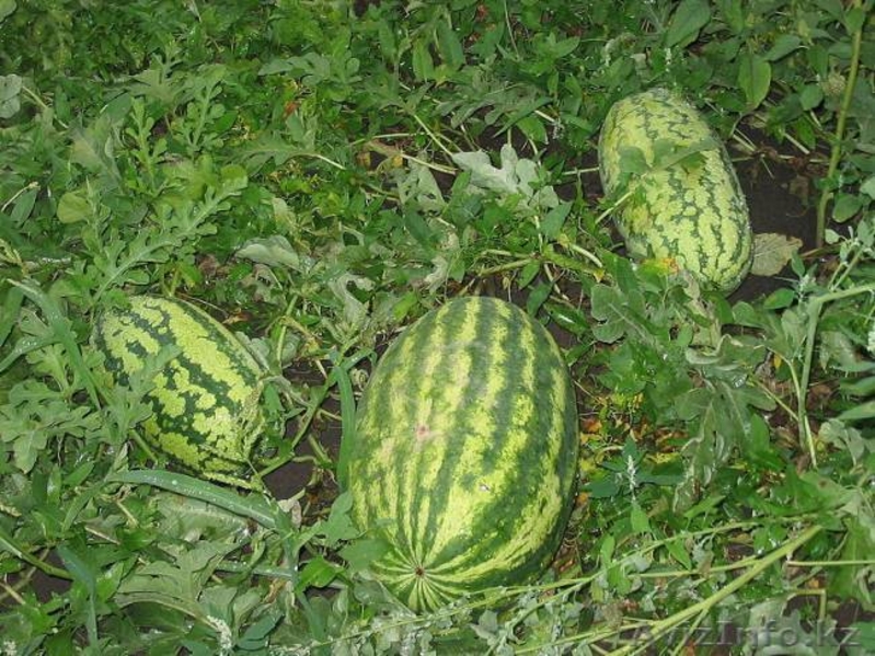 Семена овощей:лука,моркови,свеклы,капусты,корамовых - Изображение #3, Объявление #597616