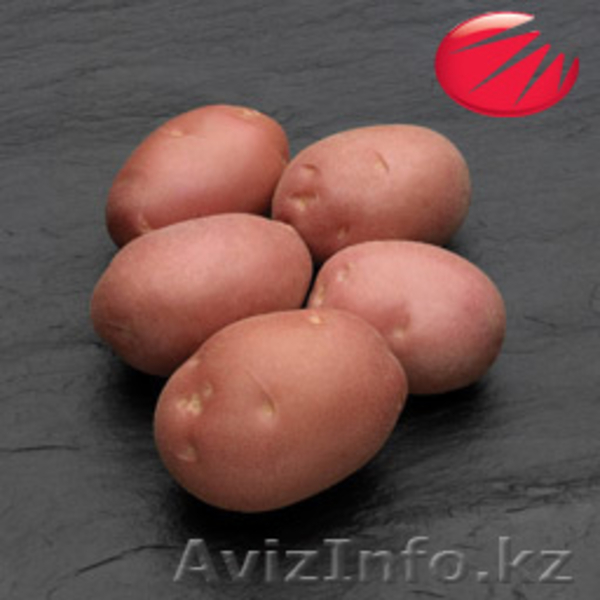 Семена овощей и картофеля - Изображение #5, Объявление #597607