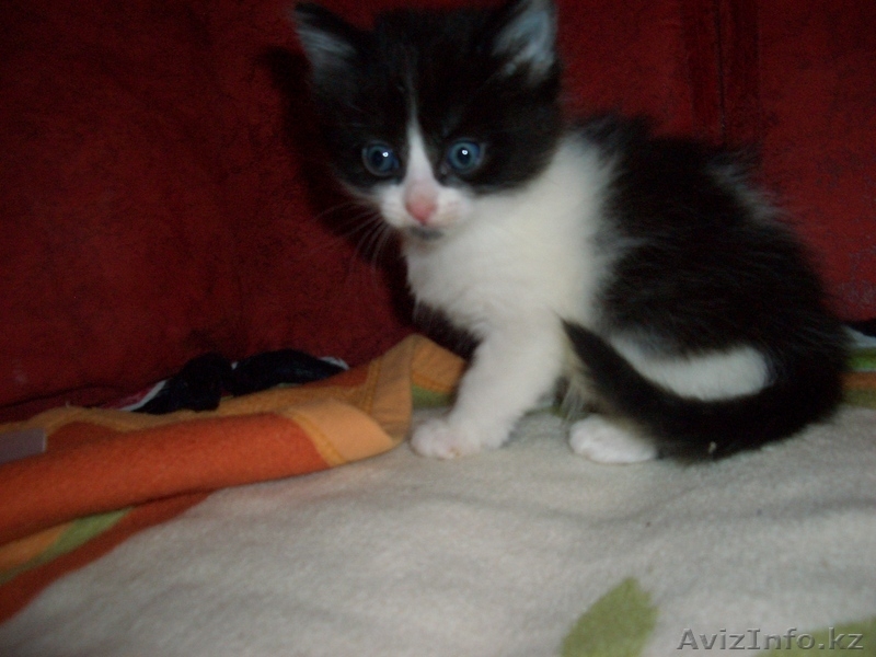 Котята,Астана,даром - Изображение #3, Объявление #590355