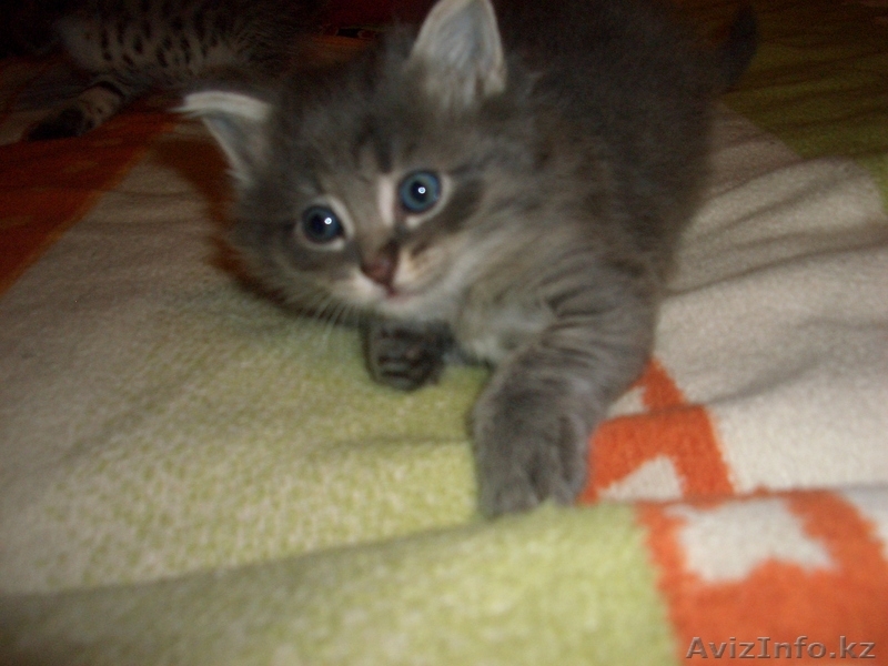 Котята,Астана,даром - Изображение #1, Объявление #590355