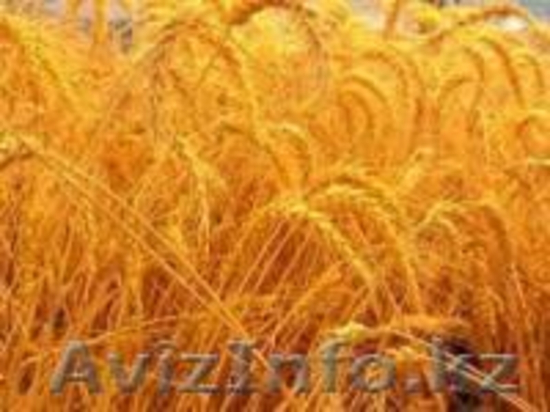 Семена овощей и картофеля - Изображение #9, Объявление #597607