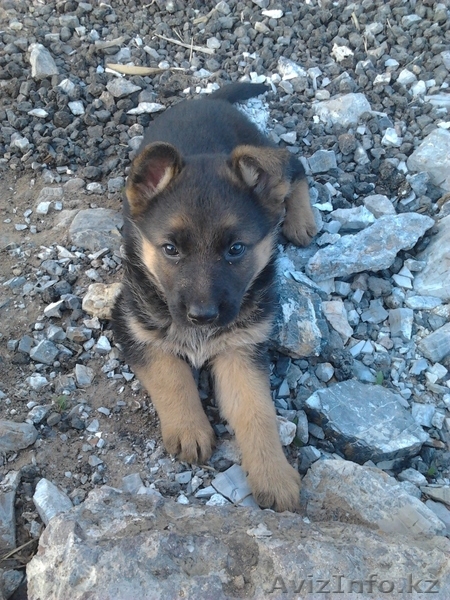 немецкие овчарки девочки - Изображение #2, Объявление #649561
