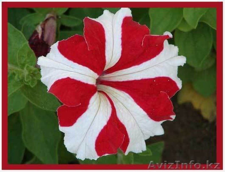 Продам рассаду однолетних цветов - Изображение #2, Объявление #670834