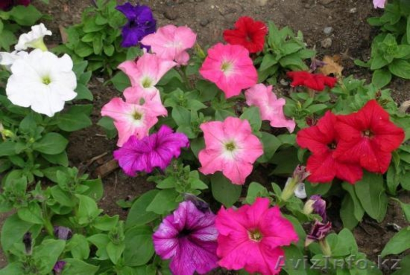 Продам рассаду однолетних цветов - Изображение #1, Объявление #670834