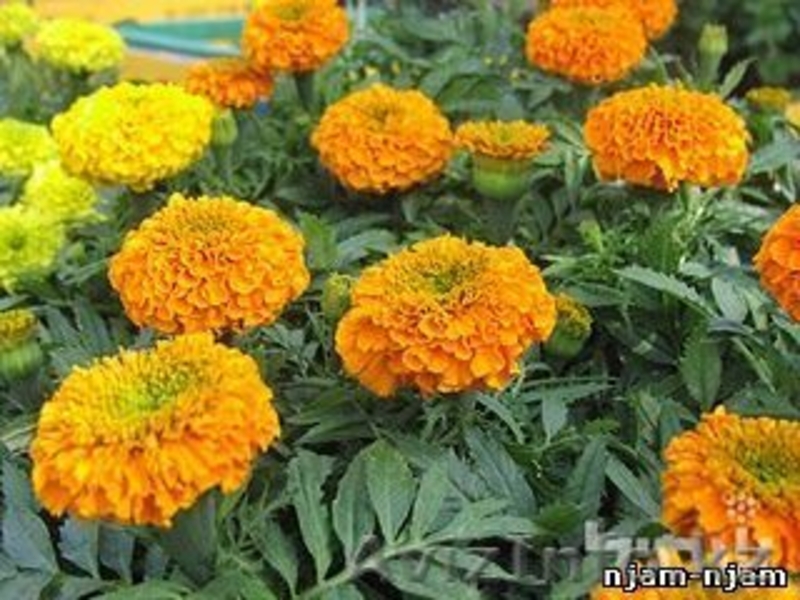 Продам рассаду однолетних цветов - Изображение #5, Объявление #670834