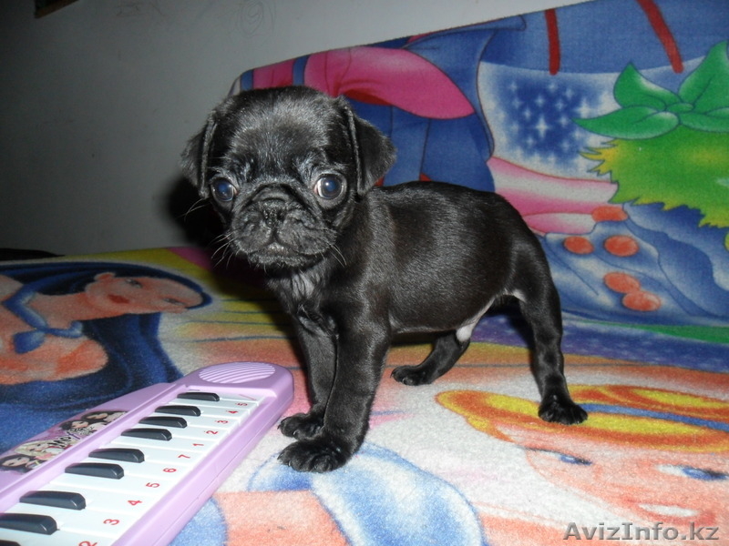 Продам щенков породы мопс! - Изображение #2, Объявление #684819