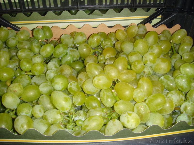 Fruit Life Company - Изображение #1, Объявление #688891