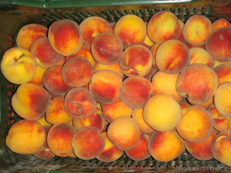 Fruit Life Company - Изображение #2, Объявление #688891