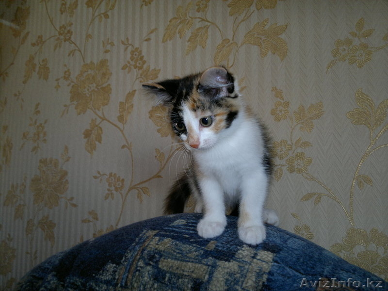 Отдам очаровательную кошечку - Изображение #1, Объявление #695777