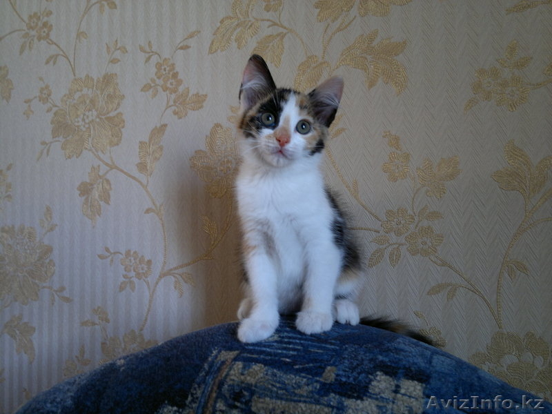 Отдам очаровательную кошечку - Изображение #2, Объявление #695777