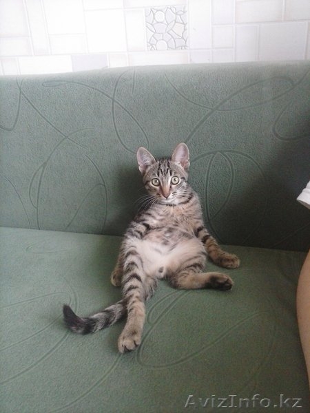 котенок хороший - Изображение #1, Объявление #716484