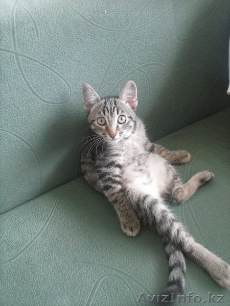 котенок хороший - Изображение #2, Объявление #716484