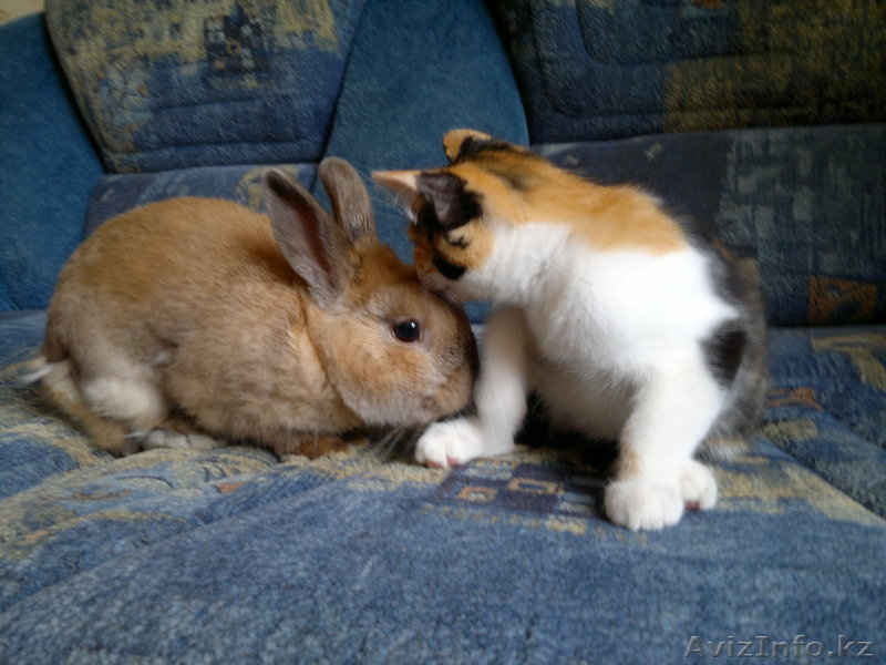 Отдам очаровательную кошечку - Изображение #5, Объявление #695777