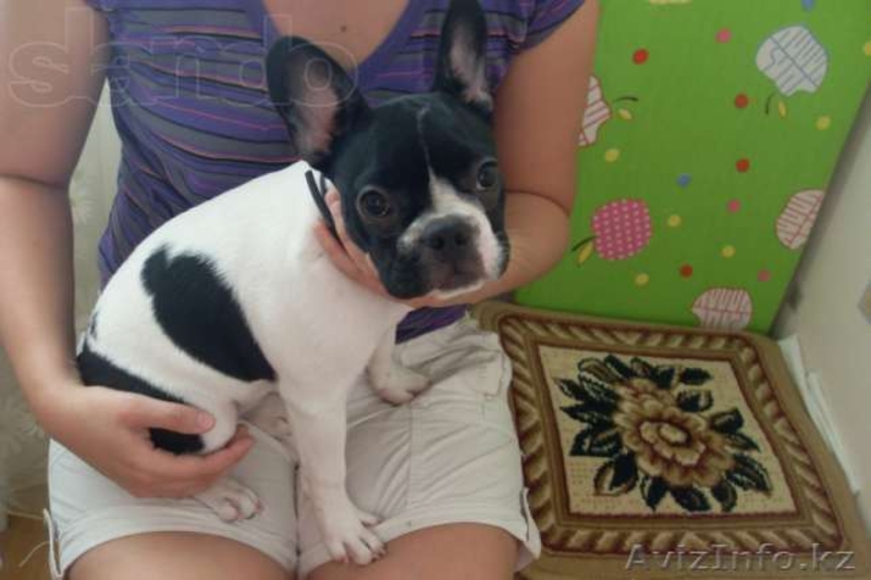 Продам французкого бульдога(девочка) 4 мес. - Изображение #1, Объявление #743509