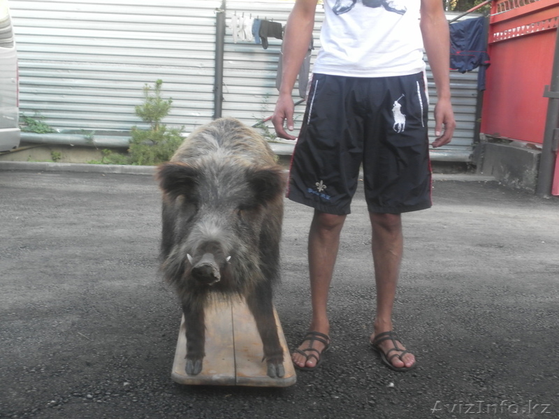 чучело стоячего кабана - Изображение #1, Объявление #744771