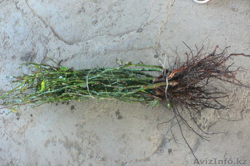 Продаю Саженцы Роз. оптом - Изображение #1, Объявление #781700