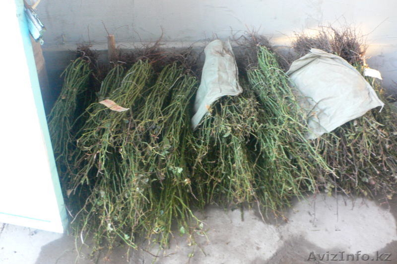 Продаю Саженцы Роз. оптом - Изображение #2, Объявление #781700