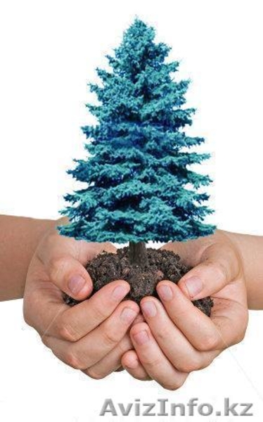 Саженцы! Голубая ель,Озеленение! - Изображение #1, Объявление #784642