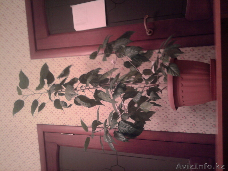 растения комнатные - Изображение #1, Объявление #806717