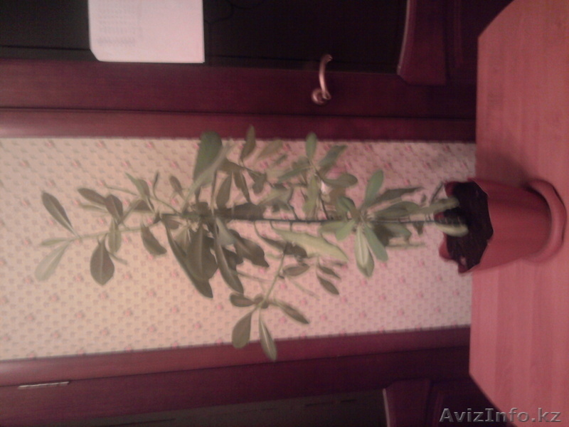 растения комнатные - Изображение #3, Объявление #806717