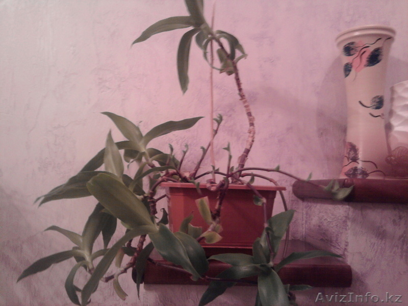 растения комнатные - Изображение #5, Объявление #806717