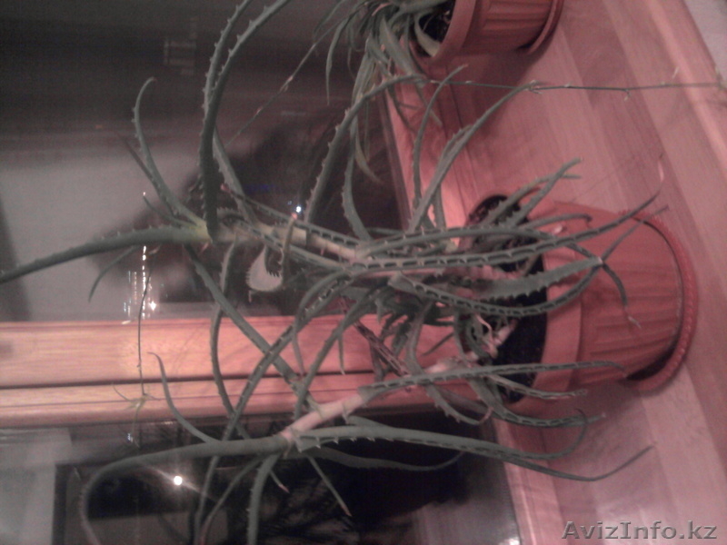 растения комнатные - Изображение #6, Объявление #806717