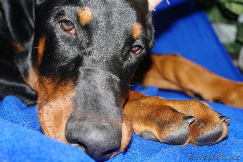 Продам щенка Добермана от ИнтерЧемпионов, РКФ - Изображение #1, Объявление #804799