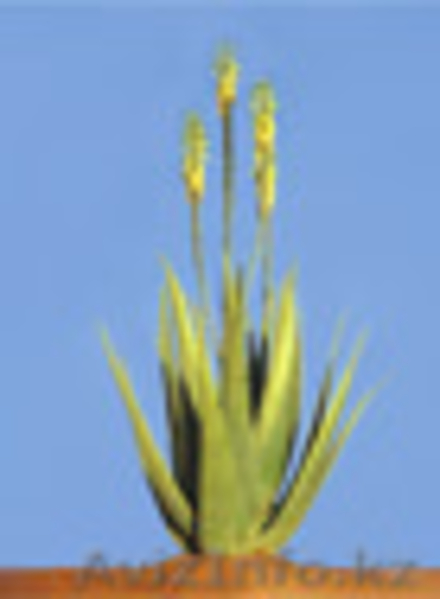  Алоэ Вера соки пить – всегда здоровыми ходить! - Изображение #2, Объявление #833362