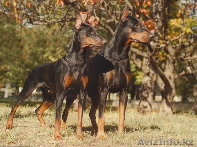 Продам щенка Добермана от ИнтерЧемпионов, РКФ - Изображение #6, Объявление #804799